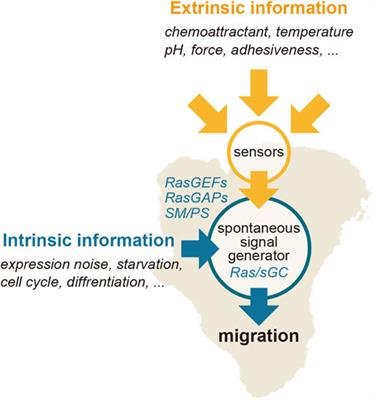 Spontaneous signal generation by an excitable system for cell migration